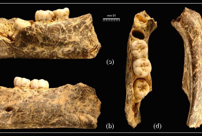 Inferior (a), superior (b), medial (c), and lateral (d) views of this adolescent Early Neanderthal mandible.